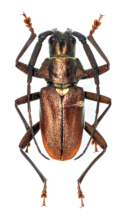 Scatopyrodes aspericornis